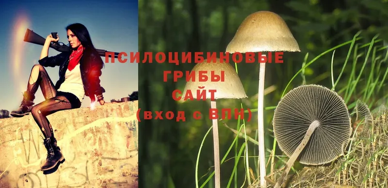 Псилоцибиновые грибы Psilocybe  как найти   Златоуст 